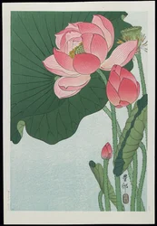 Lotus